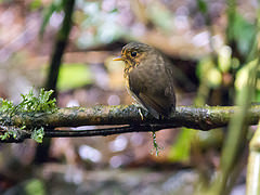 Grallaricula flavirostris