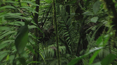 Grallaricula cucullata