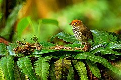 Grallaricula peruviana