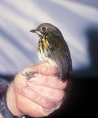 Grallaricula ochraceifrons