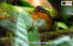 Grallaricula cumanensis