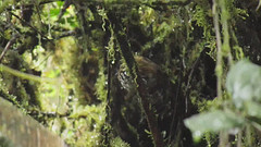 Grallaricula lineifrons