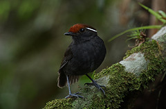 Conopophaga castaneiceps