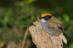 Conopophaga melanops