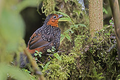 Acropternis orthonyx