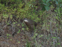 Pteroptochos megapodius