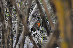 Scelorchilus rubecula