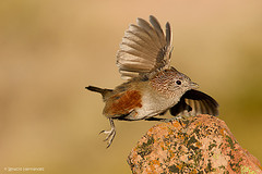 Rhinocrypta lanceolata