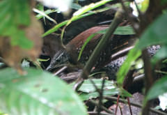 Liosceles thoracicus