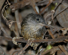 Psilorhamphus guttatus