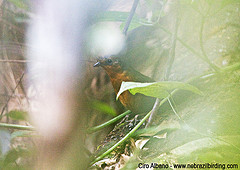 Merulaxis stresemanni