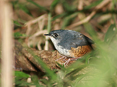 Eleoscytalopus indigoticus