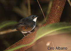 Eleoscytalopus psychopompus