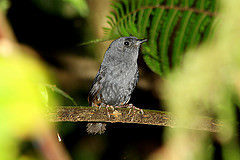 Scytalopus speluncae