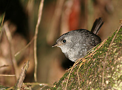 Scytalopus petrophilus