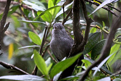 Scytalopus novacapitalis