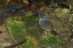 Scytalopus sanctaemartae