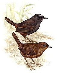 Scytalopus argentifrons