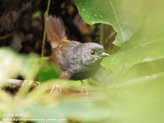 Scytalopus spillmanni