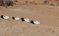 Crossoptilon crossoptilon