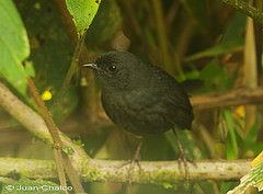 Scytalopus acutirostris