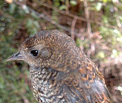 Scytalopus griseicollis