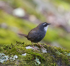 Scytalopus superciliaris