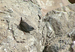 Scytalopus magellanicus