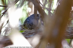 Scytalopus diamantinensis