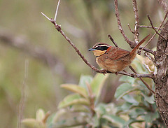 Melanopareia torquata