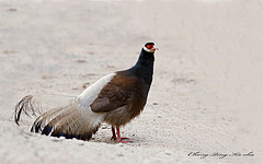 Crossoptilon mantchuricum