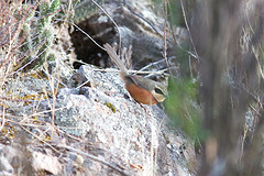 Melanopareia maximiliani