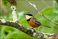 Melanopareia maranonica