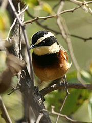 Melanopareia elegans