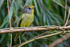 Piprites chloris