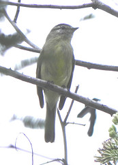 Phyllomyias fasciatus