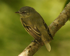 Phyllomyias burmeisteri