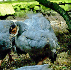 Crossoptilon auritum