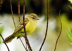 Phyllomyias virescens