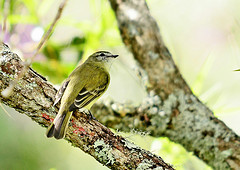 Phyllomyias griseocapilla