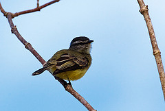 Phyllomyias griseiceps