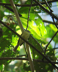 Phyllomyias plumbeiceps