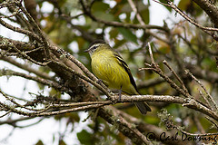 Phyllomyias nigrocapillus