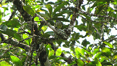 Phyllomyias cinereiceps