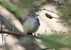 Phyllomyias uropygialis