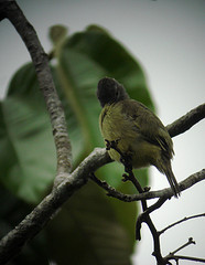 Tyrannulus elatus