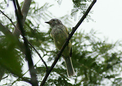 Myiopagis subplacens