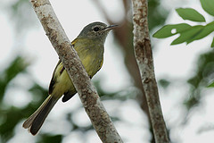 Myiopagis viridicata