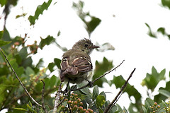 Elaenia parvirostris