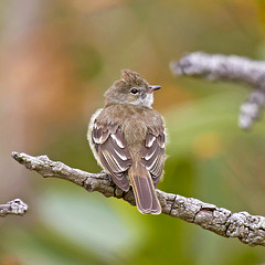 Elaenia chiriquensis